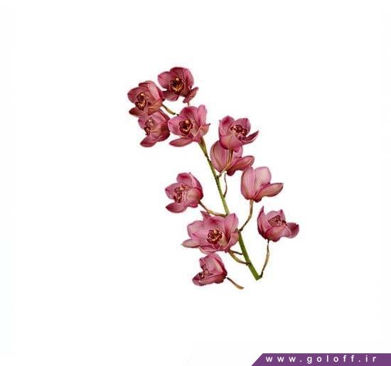 فروشگاه اینترنتی گل ارکیده سیمبیدیوم ژانت - Cymbidium Orchid | گل آف
